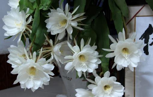 曇花什么時(shí)候開花?曇花開花季節(jié)