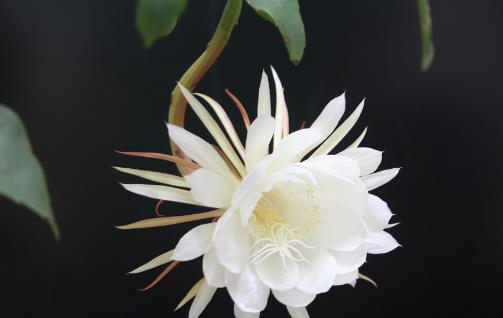 曇花什么時(shí)候開花?曇花開花季節(jié)