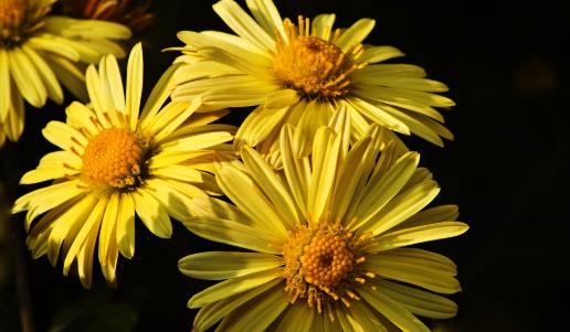 菊花開(kāi)花時(shí)間 菊花什么時(shí)候開(kāi)花