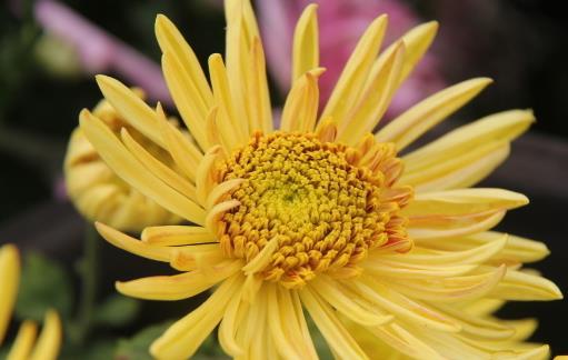 菊花開(kāi)花時(shí)間 菊花什么時(shí)候開(kāi)花