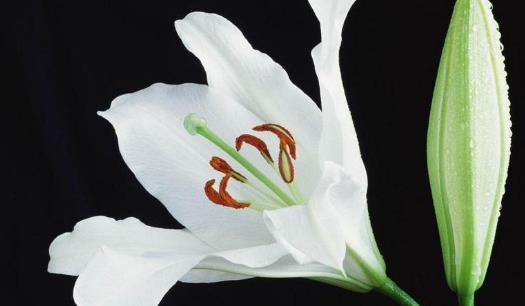 百合花的花期是什么時(shí)候 百合花什么時(shí)候開花