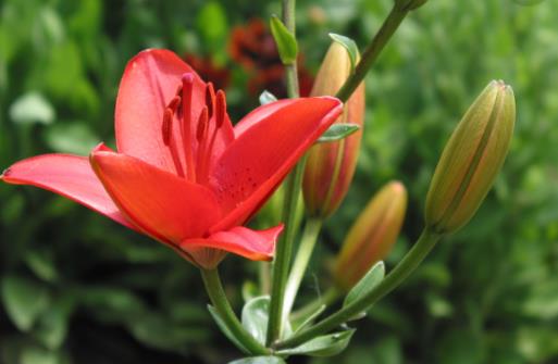 百合花的花期是什么時(shí)候 百合花什么時(shí)候開花
