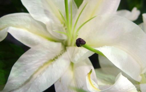 百合花的花期是什么時(shí)候 百合花什么時(shí)候開花