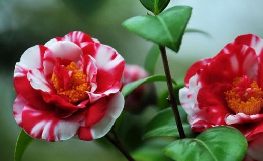 山茶花開花時(shí)間 山茶花什么時(shí)候開花