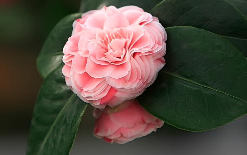 山茶花開花時(shí)間 山茶花什么時(shí)候開花
