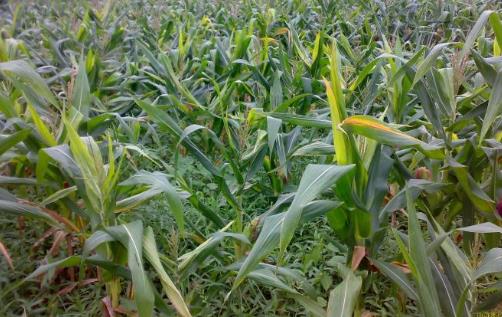 夏玉米種植時(shí)間是什么時(shí)候?夏玉米最佳種植時(shí)間