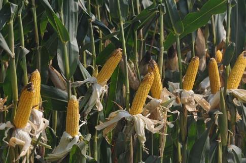 夏玉米種植時(shí)間是什么時(shí)候?夏玉米最佳種植時(shí)間