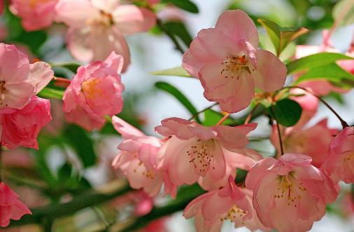 海棠花開花時間是什么時候?海棠花開花季節(jié)