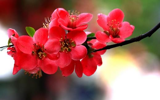 海棠花開花時間是什么時候?海棠花開花季節(jié)