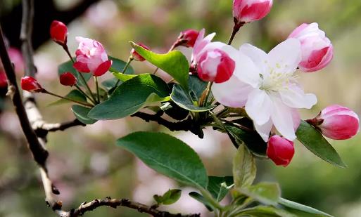 海棠花開花時間是什么時候?海棠花開花季節(jié)