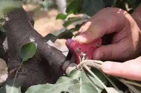 蘋果樹環(huán)剝最佳時間 蘋果樹什么時候環(huán)剝