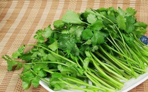 越冬香菜種植時(shí)間是什么時(shí)候?越冬香菜最佳種植時(shí)間