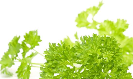 越冬香菜種植時(shí)間是什么時(shí)候?越冬香菜最佳種植時(shí)間