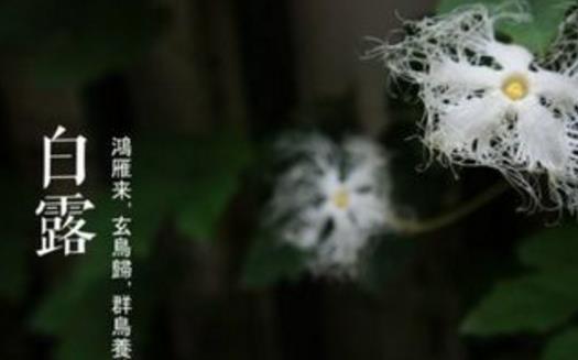 2018年白露是哪天?白露是什么時候?