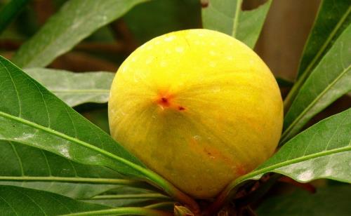 蛋黃果樹種植幾年結(jié)果?蛋黃果樹幾年才能成熟