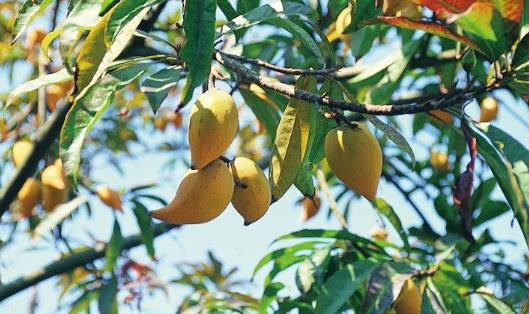 蛋黃果樹種植幾年結(jié)果?蛋黃果樹幾年才能成熟