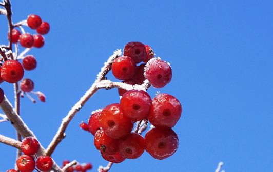 海棠果什么時候成熟 海棠果什么季節(jié)上市
