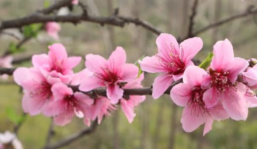 桃花什么時候開花 桃花盛開季節(jié)