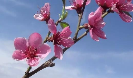 桃花什么時候開花 桃花盛開季節(jié)