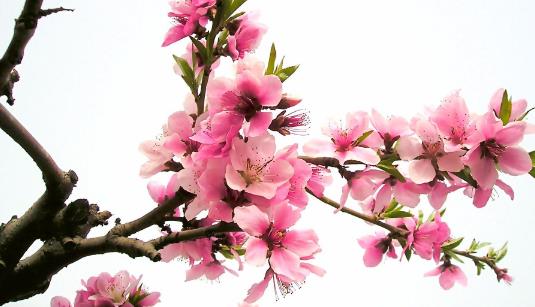 桃花什么時候開花 桃花盛開季節(jié)