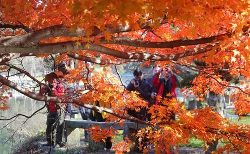 廬山紅葉什么時(shí)候紅 廬山紅葉最佳觀賞時(shí)間