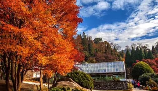 廬山紅葉什么時(shí)候紅 廬山紅葉最佳觀賞時(shí)間