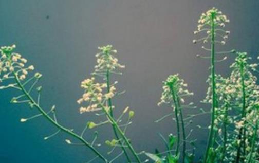 薺菜什么時候開花 薺菜花什么時候可以采摘