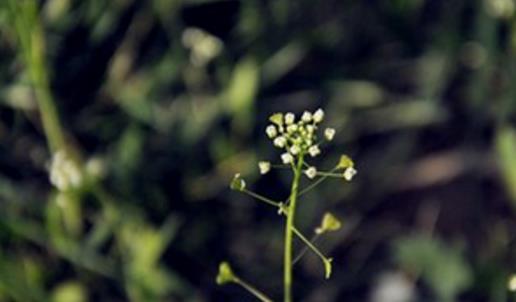 薺菜什么時候開花 薺菜花什么時候可以采摘