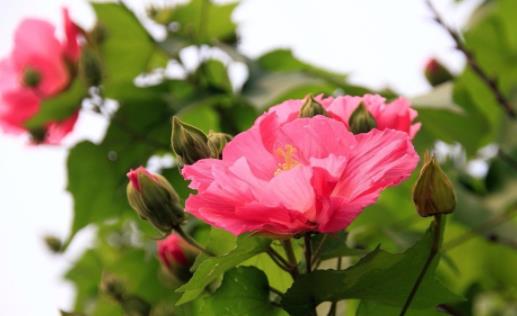 木芙蓉什么時候開花 木芙蓉開花季節(jié)