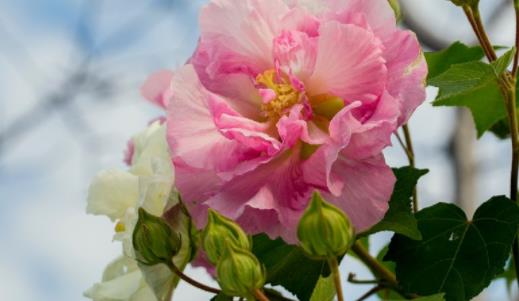 木芙蓉什么時候開花 木芙蓉開花季節(jié)