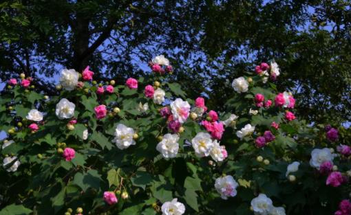木芙蓉什么時候開花 木芙蓉開花季節(jié)