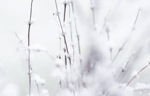 大雪節(jié)氣適合釣什么魚 大雪釣魚用什么餌料好