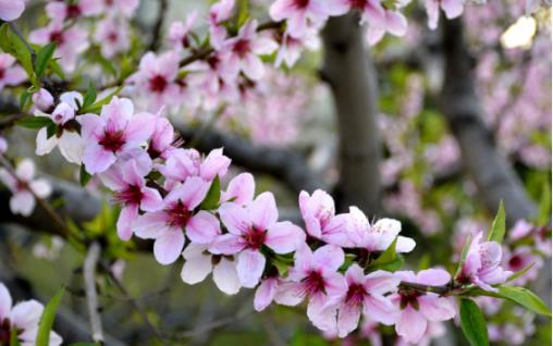 2018無錫蠡園桃花什么時候開 無錫蠡園桃花開花季節(jié)