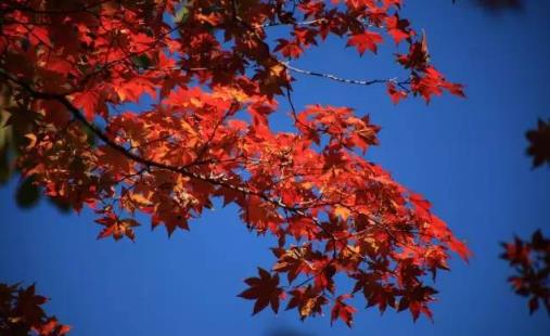 本溪關(guān)門山楓葉幾月紅 本溪關(guān)門山紅葉什么時候紅