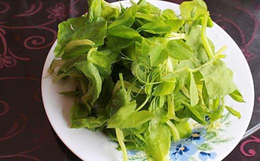 豌豆尖什么季節(jié)有 豌豆尖什么時候上市