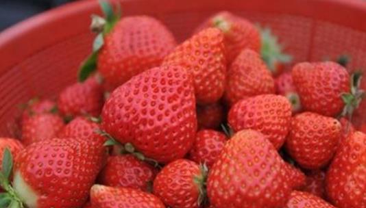 奶油草莓什么時(shí)候成熟 奶油草莓成熟季節(jié)