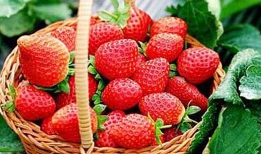 奶油草莓什么時(shí)候成熟 奶油草莓成熟季節(jié)