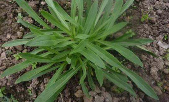 面條菜什么時候種植最好 面條菜最佳種植時間