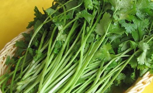 越冬香菜種植時(shí)間是什么時(shí)候?越冬香菜最佳種植時(shí)間