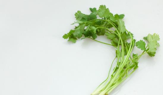 越冬香菜種植時(shí)間是什么時(shí)候?越冬香菜最佳種植時(shí)間