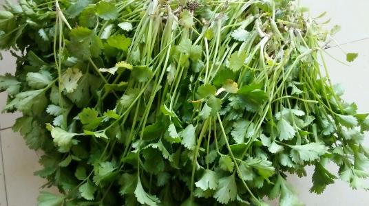 越冬香菜種植時(shí)間是什么時(shí)候?越冬香菜最佳種植時(shí)間