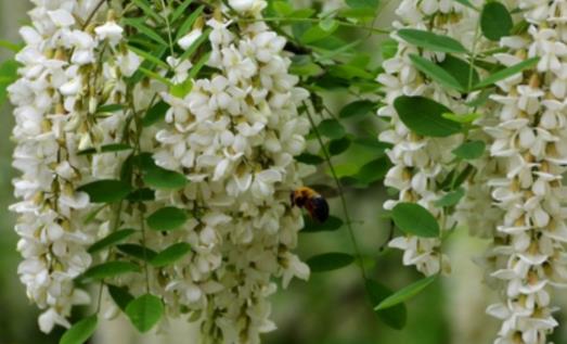 槐樹花什么時(shí)候開 槐樹花開花季節(jié)