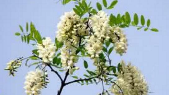 槐樹花什么時(shí)候開 槐樹花開花季節(jié)