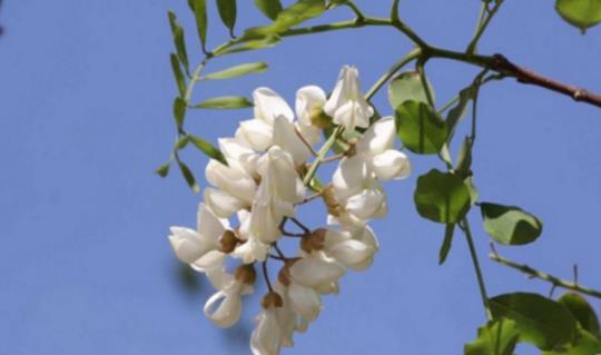 槐樹花什么時(shí)候開 槐樹花開花季節(jié)