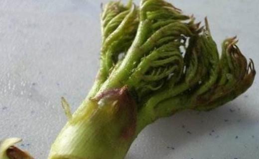 刺老芽什么時(shí)候采摘 刺老芽成熟季節(jié)