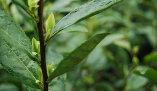 烏牛早什么時(shí)候上市 烏牛早茶采摘時(shí)間
