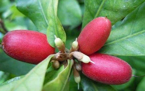 神秘果什么時(shí)候開(kāi)花 神秘果開(kāi)花時(shí)間
