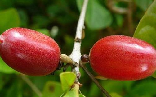 神秘果什么時(shí)候開(kāi)花 神秘果開(kāi)花時(shí)間
