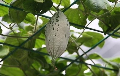 老鼠瓜什么時(shí)候種植 老鼠瓜種植時(shí)間