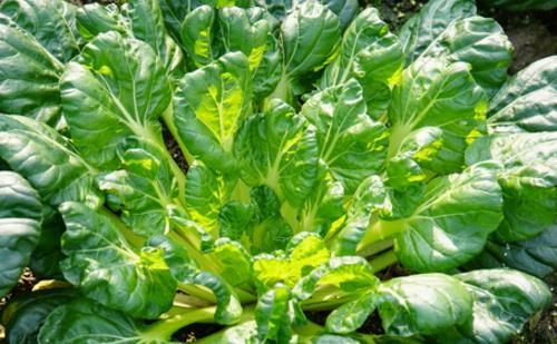 烏塌菜什么時(shí)候播種 烏塌菜播種時(shí)間